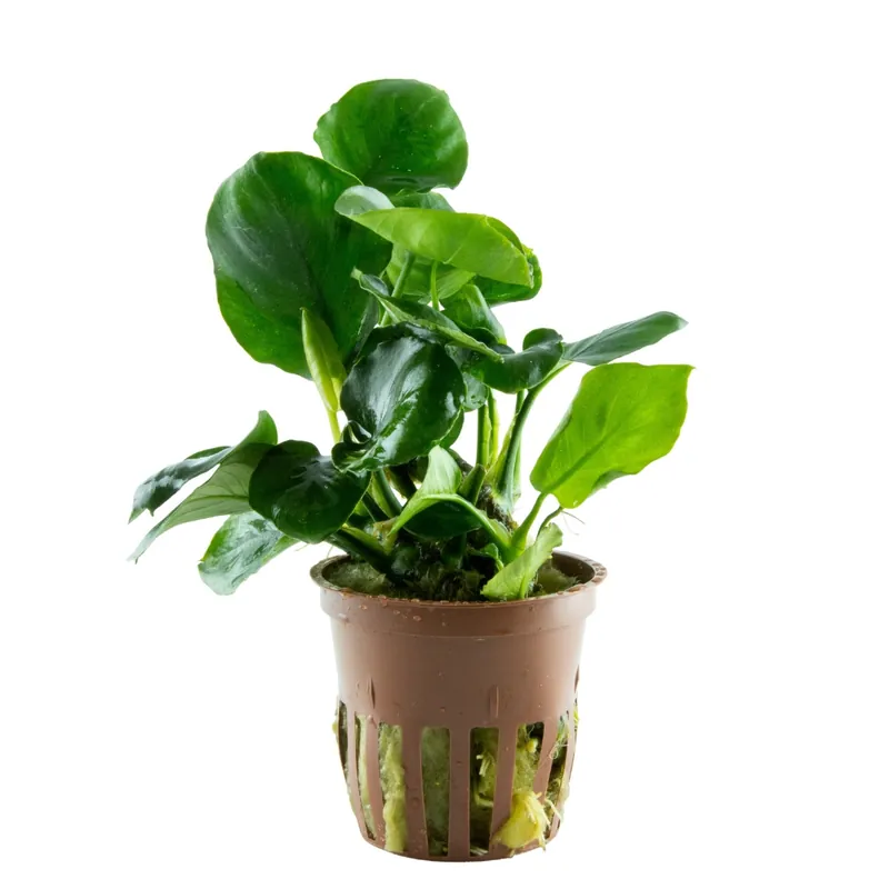 Saisonangebot tropica Anubias barteri COIN LEAF